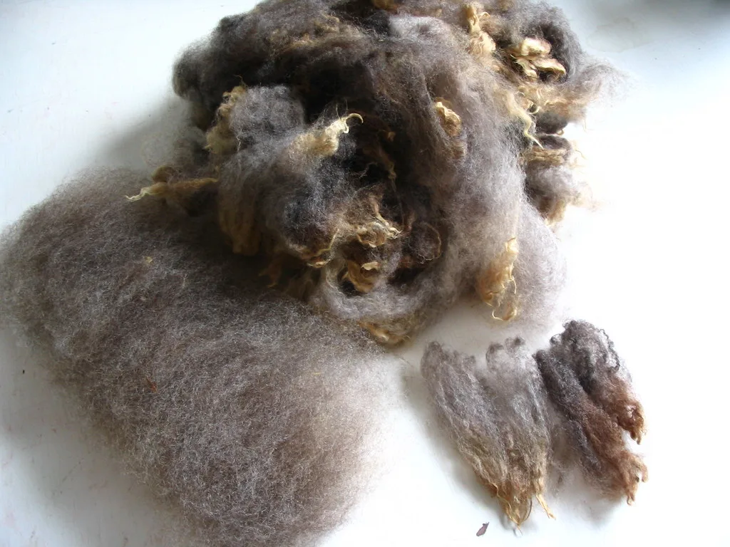 Fleece, a lock and carded wool side by side