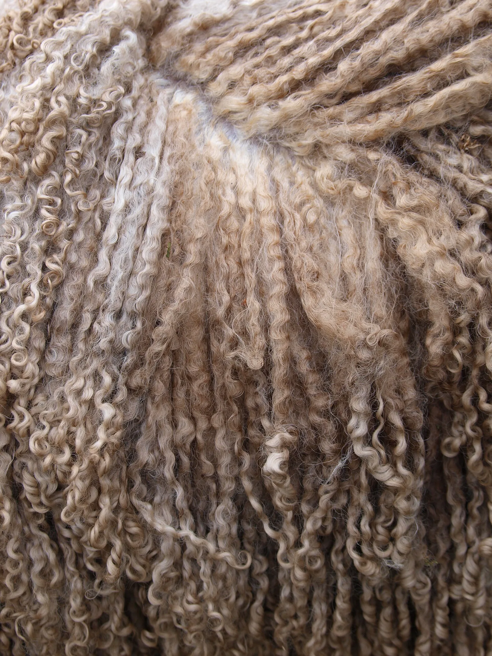 Long white wensleydale locks with the ringlets intact