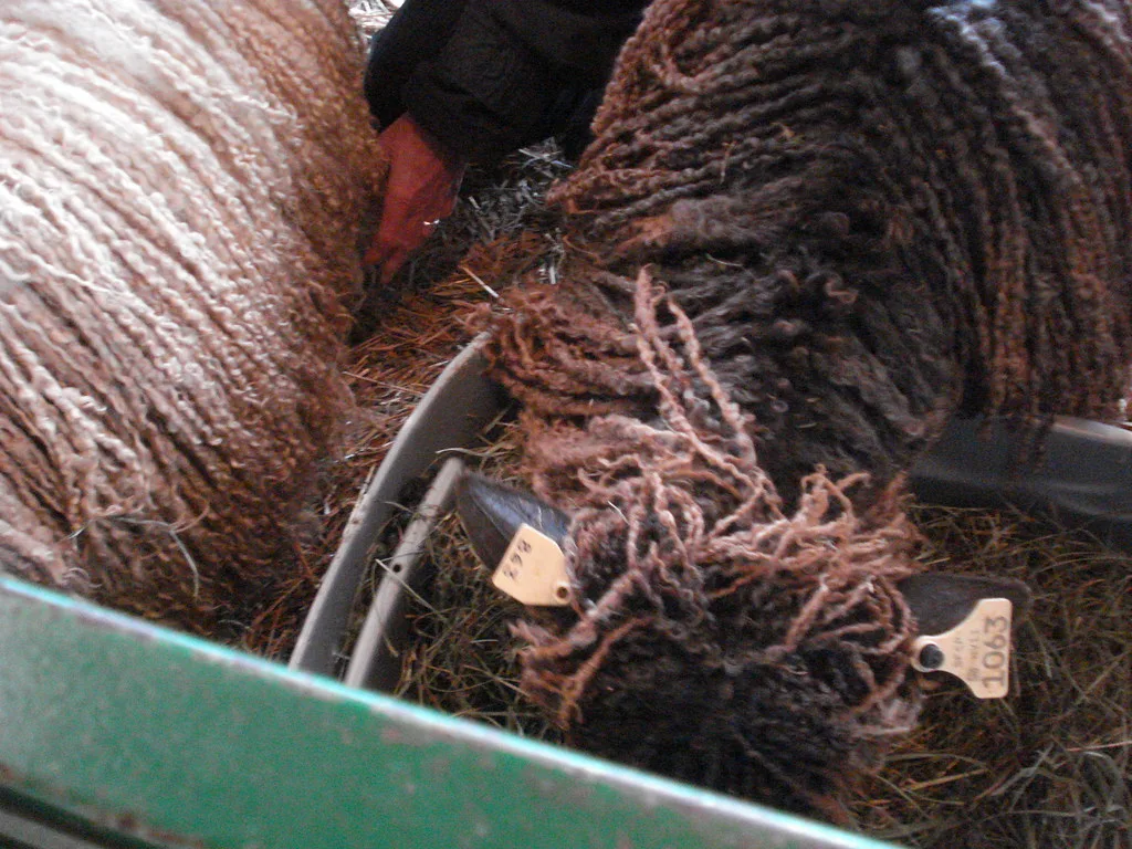 Curly wool locks