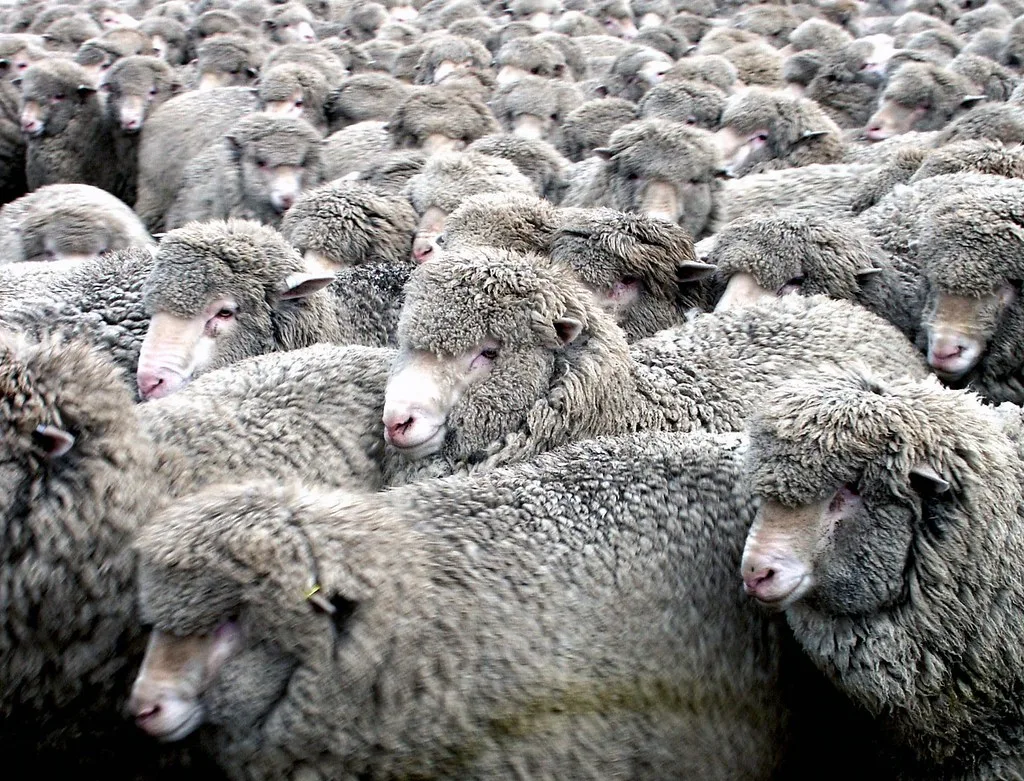 Australian merino ewes, the source of most of the country’s wool